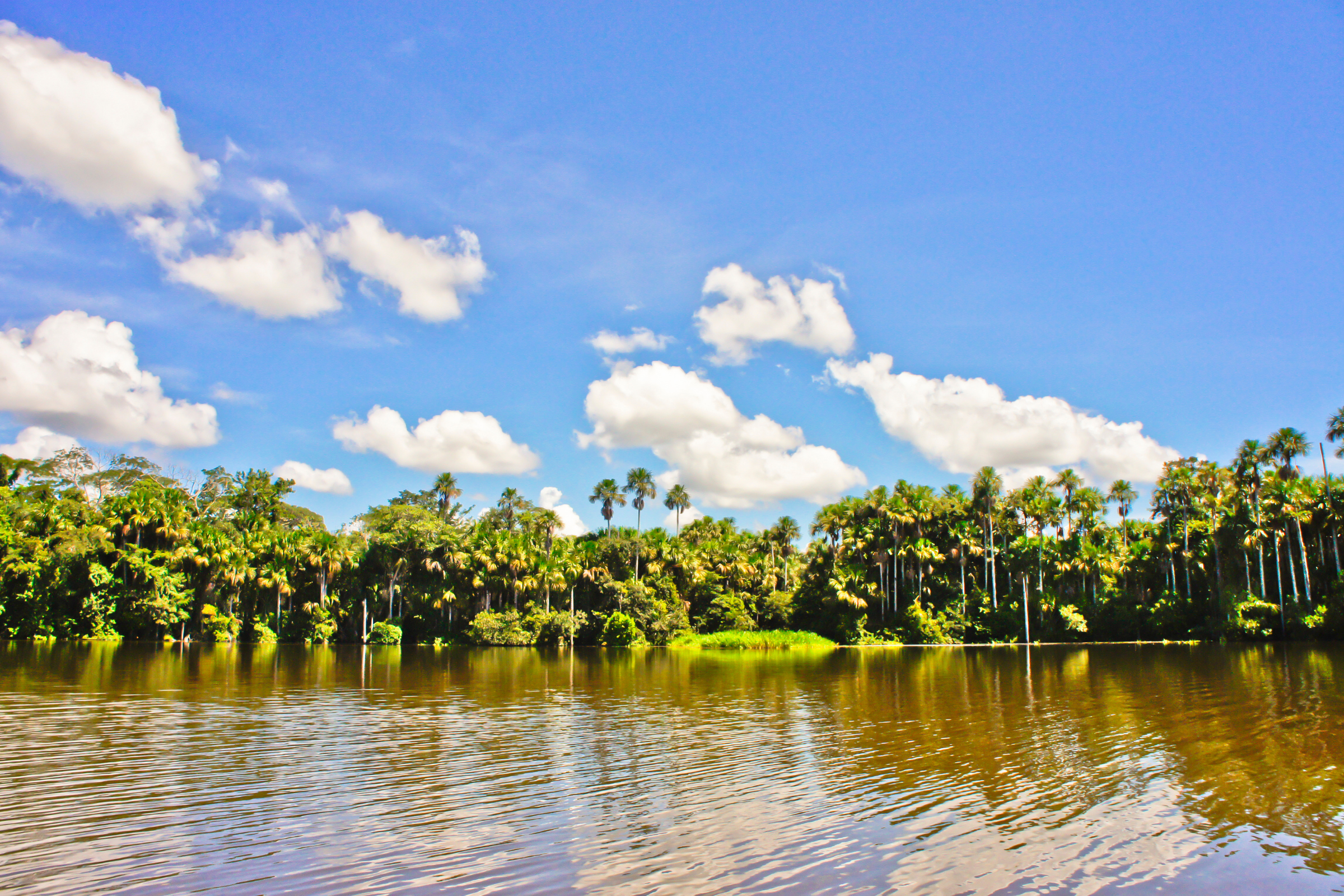 tambopata reserve.webp